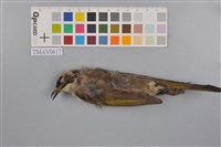 藏品(白頭翁)的圖片